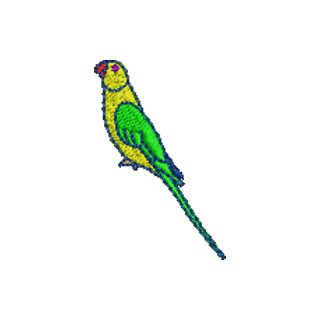 Parakeet 12872
