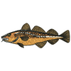 Cod 12026