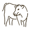 Cow 14269