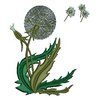 Flower 12971