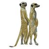 Meerkats 12864