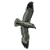 Bird 10390