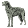 Dog 11216