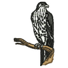 Eagle 10914