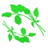 Leaves 12143