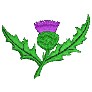 Thistle 10955